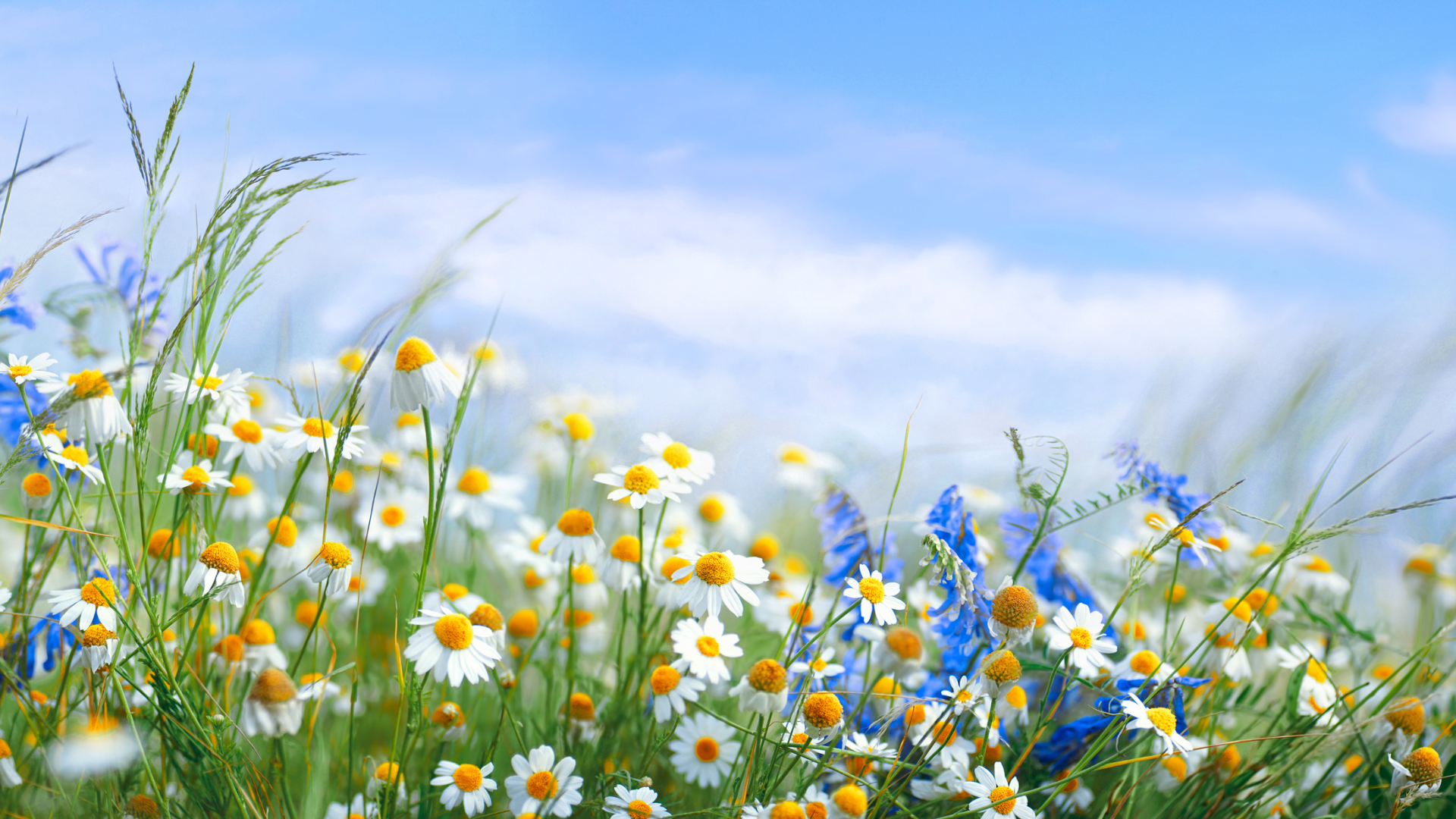Blumenwiese mit blauem Himmel und Schäfchenwolken